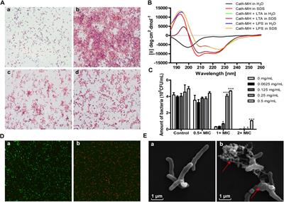 The Protective Effects of Cath-MH With Anti-Propionibacterium Acnes and Anti-Inflammation Functions on Acne Vulgaris